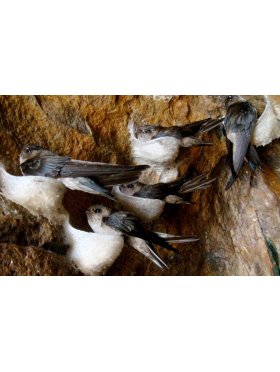 Tổ Yến Thiên Nhiên Khánh Hoà